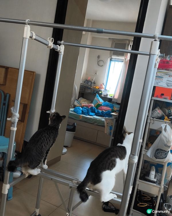 活動掛衣架，風扇同埋貓貓。