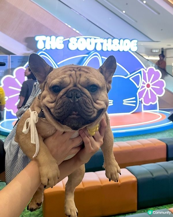 熱到爆🔥  貓狗市集消暑去🐶🐱