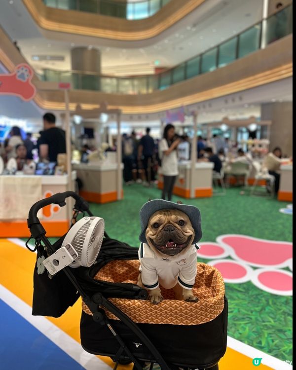 熱到爆🔥  貓狗市集消暑去🐶🐱