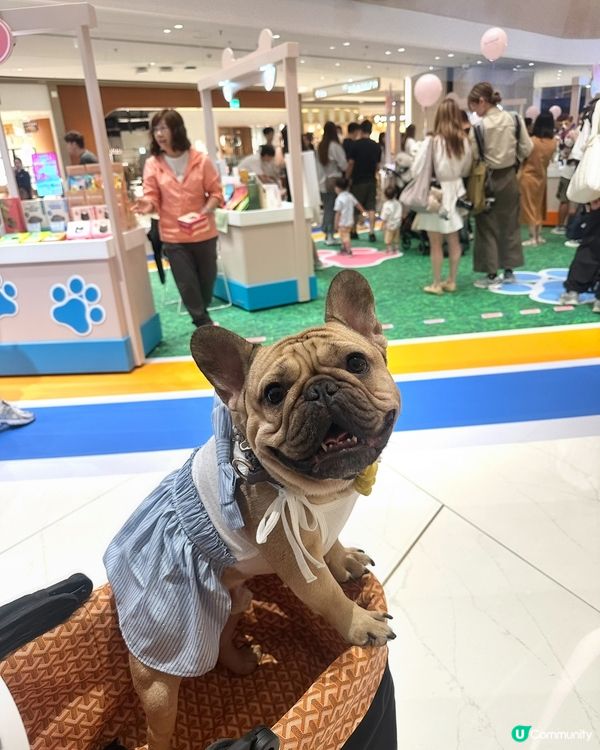 熱到爆🔥  貓狗市集消暑去🐶🐱