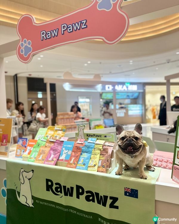 熱到爆🔥  貓狗市集消暑去🐶🐱