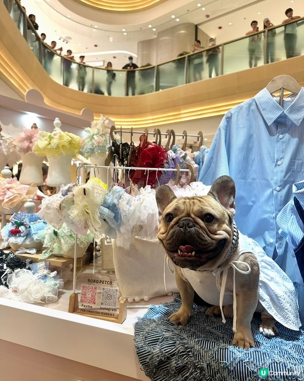 熱到爆🔥  貓狗市集消暑去🐶🐱