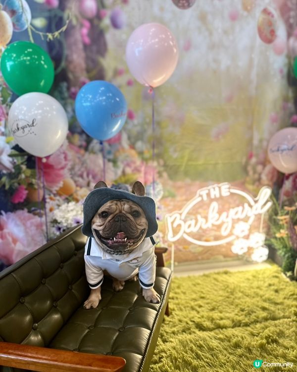 熱到爆🔥  貓狗市集消暑去🐶🐱