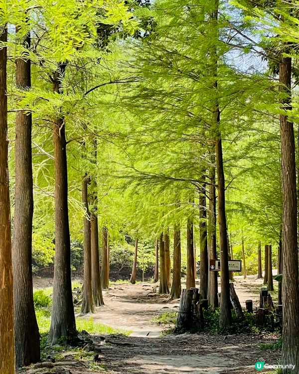 行山必去景點，大埔行去九龍坑山，原途上山雖然多梯級，但風景好...