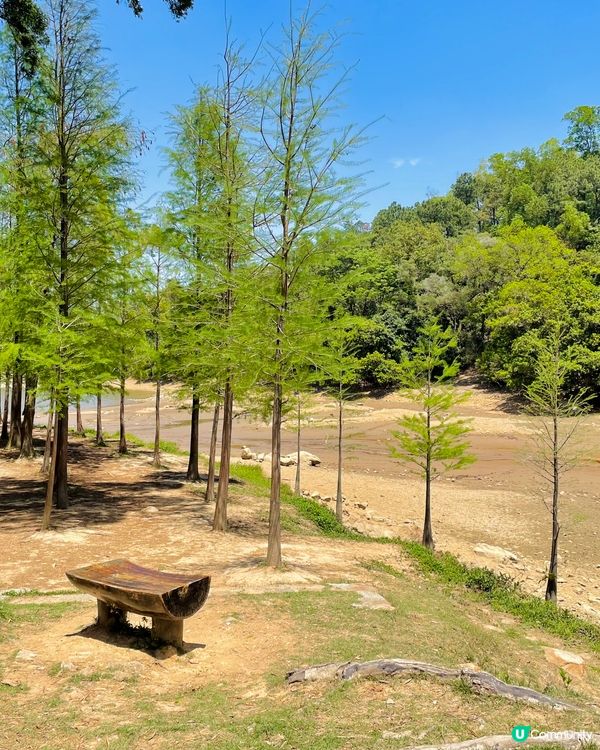 行山必去景點，大埔行去九龍坑山，原途上山雖然多梯級，但風景好...