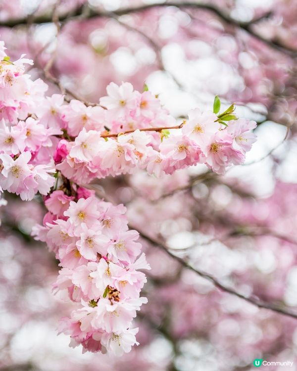 #Chill嘆酒店旅人祭  #別要再蝨眠