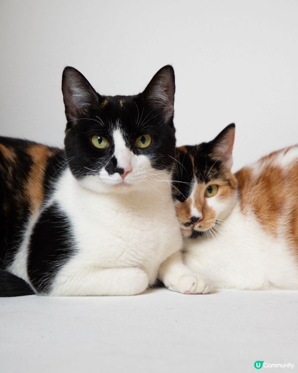 只對食物忠誠，主人只係附屬品。#主子SPATime