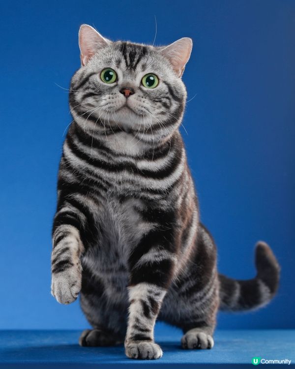 個樣好可愛，但心機多過AI。#主子SPATime