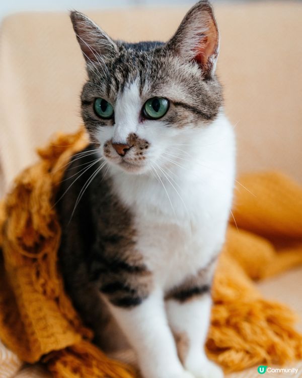 主人瞓得好甜嗰陣，佢就偏偏要踩你個肚。#主子SPATime