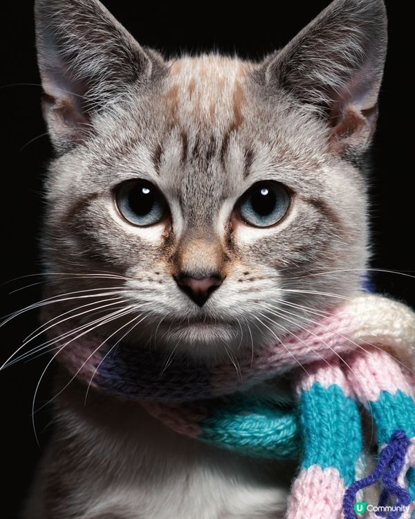 成日企喺高位俯視你，俾足你貓皇壓迫感。#主子SPATime