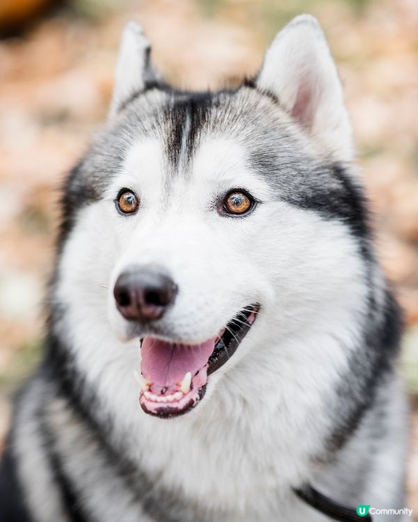 喺陽光底下滾嚟滾去，好似洗晒太陽能咁開心！#主子SPATim...