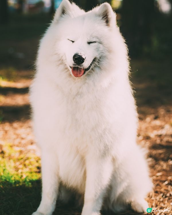 玩得太興奮，成個嘴都黐住啲草，變成「食草獸」！#主子SPAT...