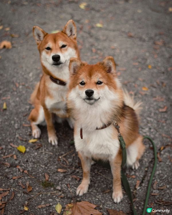 佢走嚟走去嗅嗰陣，完全係大自然偵探！#主子SPATime