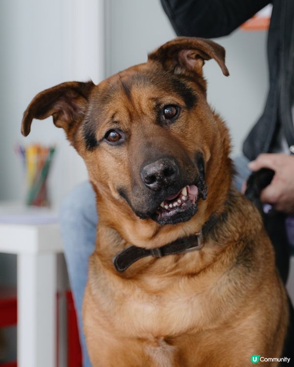 飛奔嗰陣隻舌頭會左右搖擺，簡直係「飄逸髮型」！#主子SPAT...