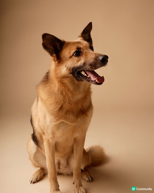 坐喺草地度放空，狗生冇煩惱！#主子SPATime