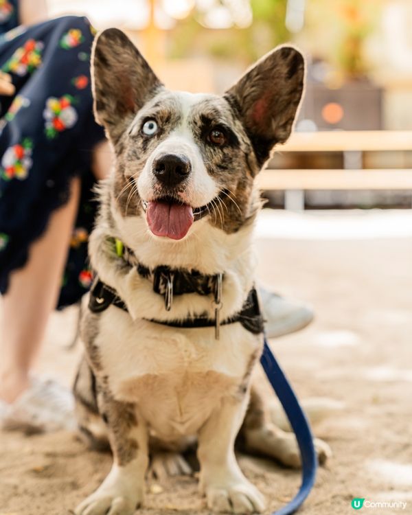 成日想用爪仔捉樹葉，好似玩遊戲咁專注！#主子SPATime