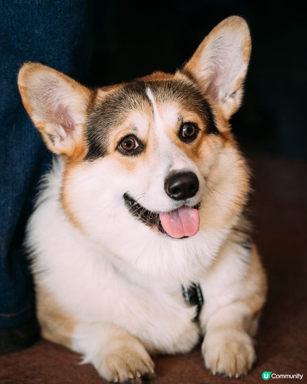 追住風吹嚟嘅樹葉，好似喺度玩遊戲咁！#主子SPATime