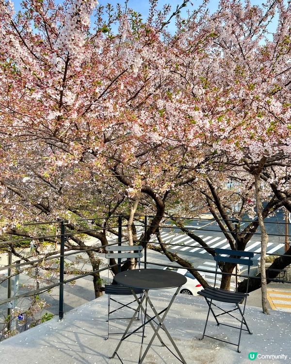 《釜山必去賞櫻咖啡店 絕美打卡位🌸》