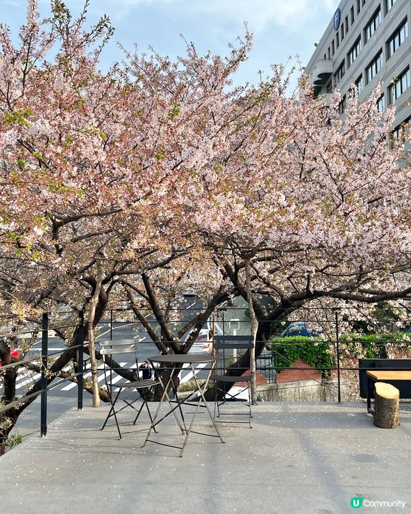 《釜山必去賞櫻咖啡店 絕美打卡位🌸》