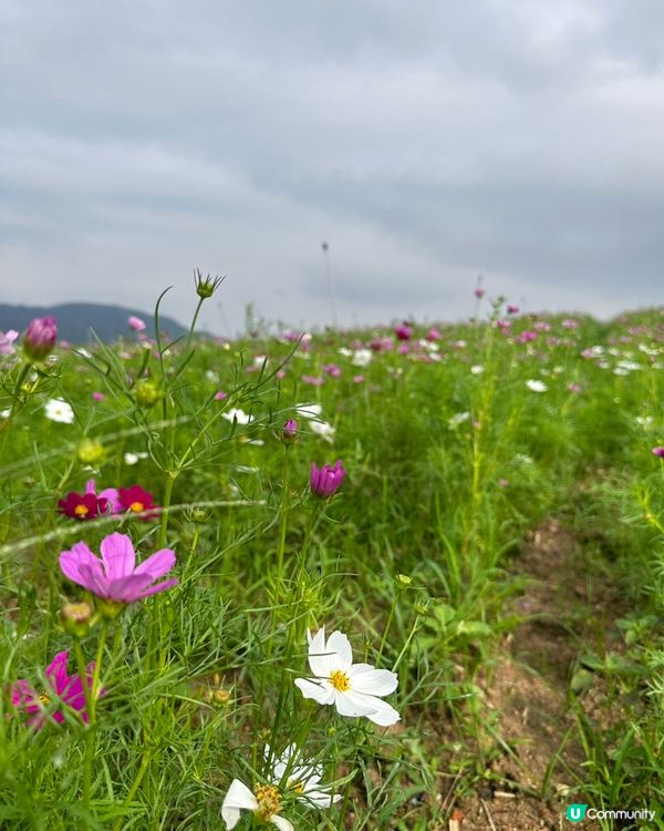 五一去邊玩？深圳光明等你！🤩