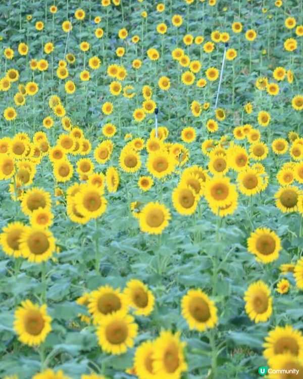 五一去邊玩？深圳光明等你！🤩