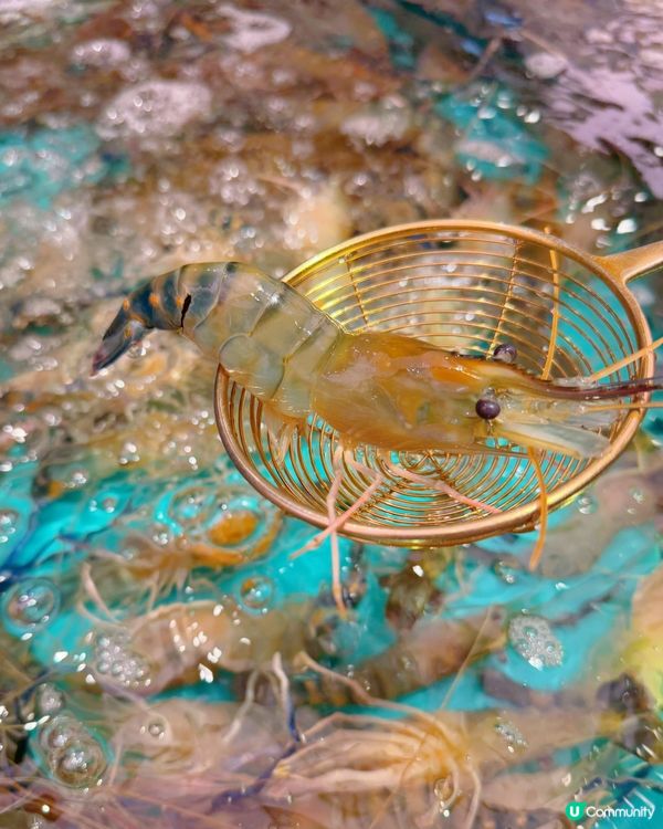 任食海鮮火鍋放題喲❤️