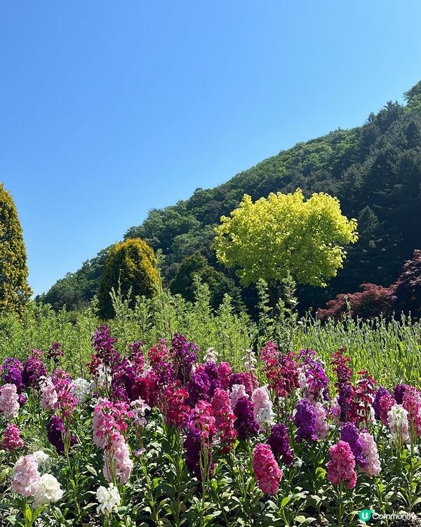 💐🌷《首爾篇🇰🇷 · 靚景晨靜樹木園》🌷💐