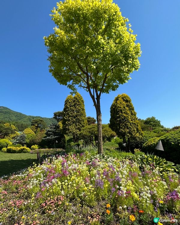 💐🌷《首爾篇🇰🇷 · 靚景晨靜樹木園》🌷💐