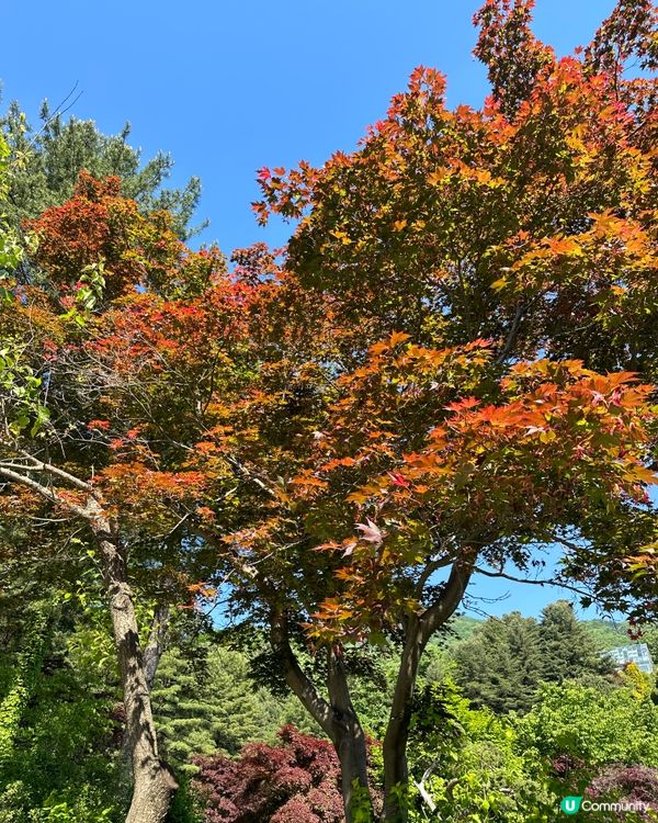 💐🌷《首爾篇🇰🇷 · 靚景晨靜樹木園》🌷💐