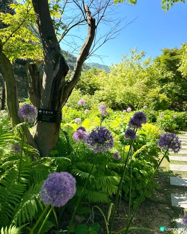 💐🌷《首爾篇🇰🇷 · 靚景晨靜樹木園》🌷💐