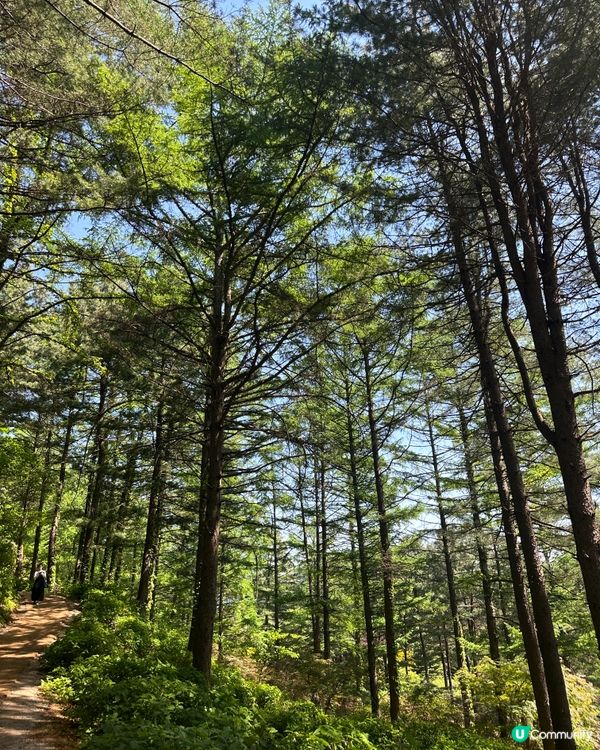 💐🌷《首爾篇🇰🇷 · 靚景晨靜樹木園》🌷💐