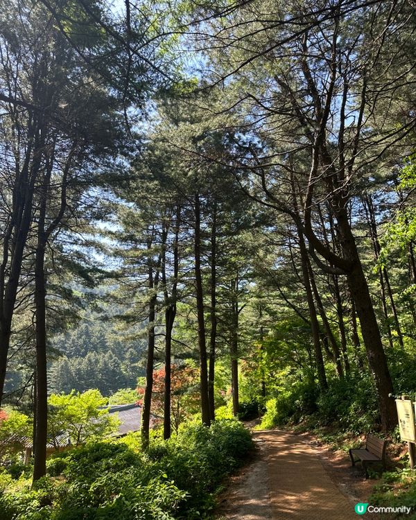 💐🌷《首爾篇🇰🇷 · 靚景晨靜樹木園》🌷💐