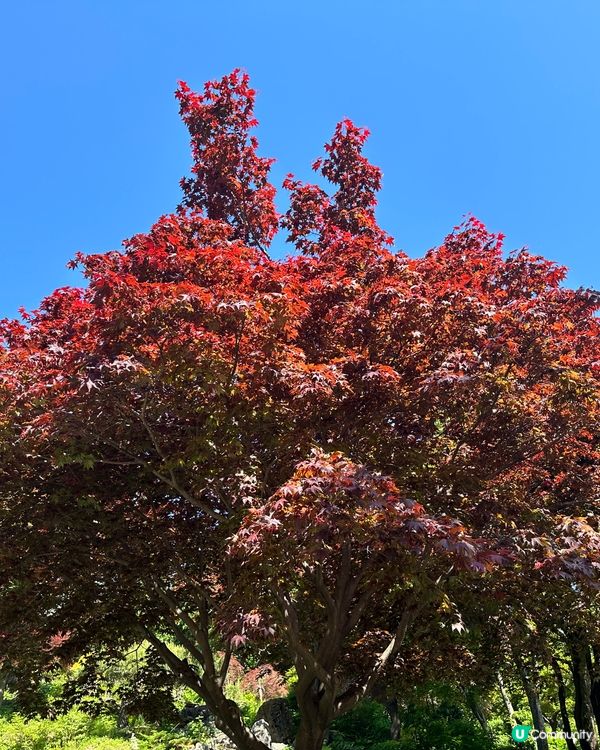 💐🌷《首爾篇🇰🇷 · 靚景晨靜樹木園》🌷💐