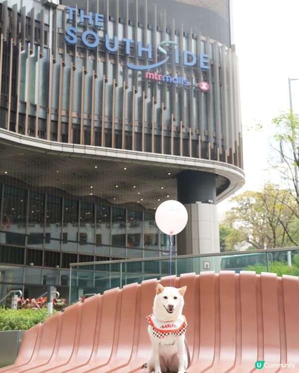 港島寵物好去處