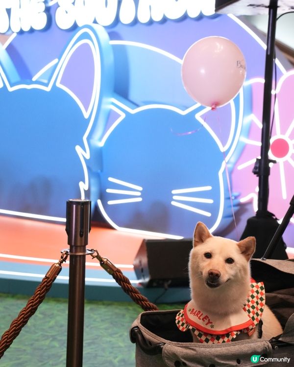 港島寵物好去處