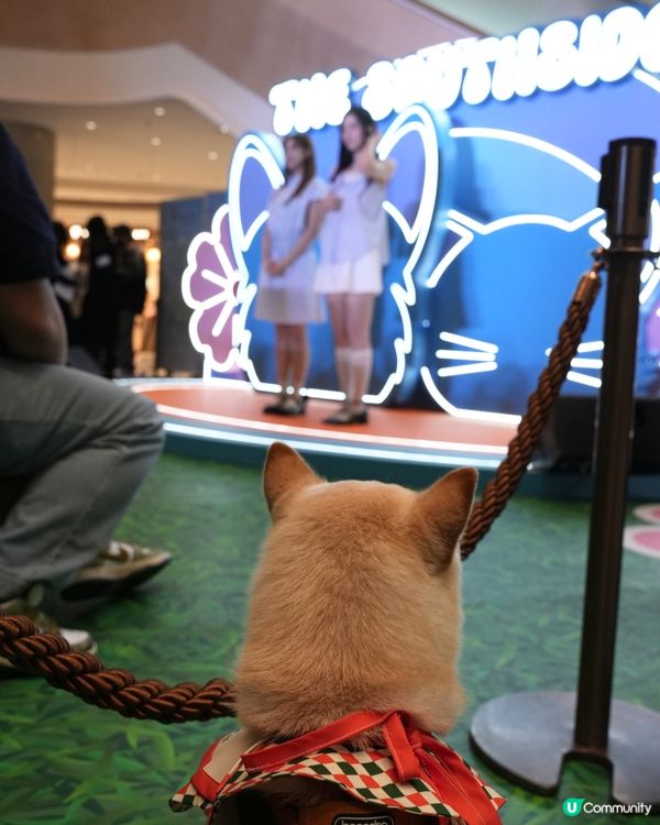 港島寵物好去處