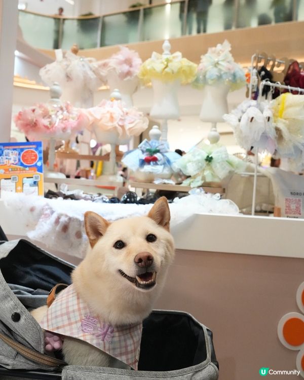 港島寵物好去處