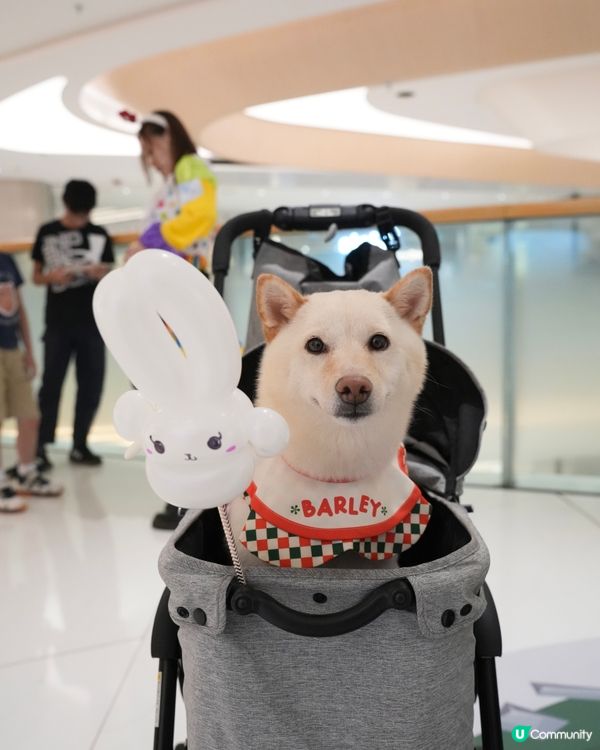 港島寵物好去處