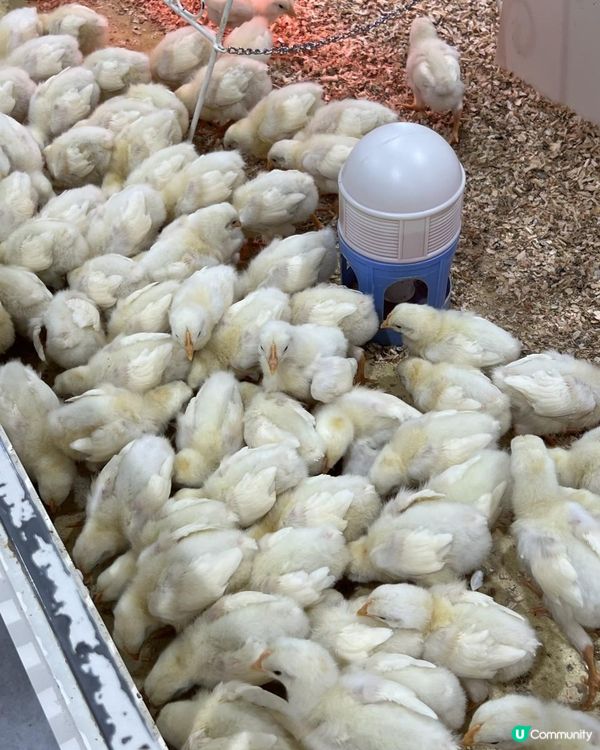 日本🇯🇵親子活動🔝💡無限時摸水豚，人均$100 