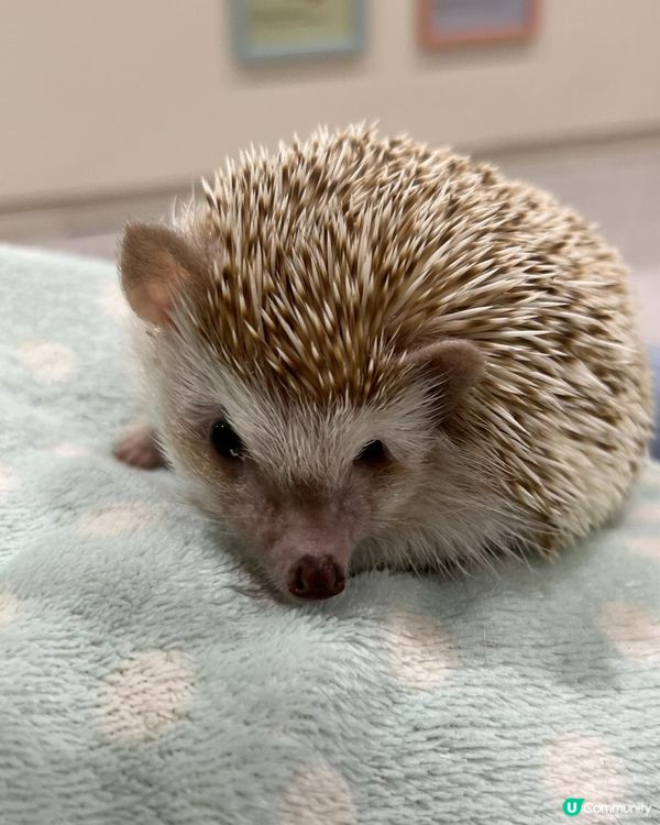 日本🇯🇵親子活動🔝💡無限時摸水豚，人均$100 