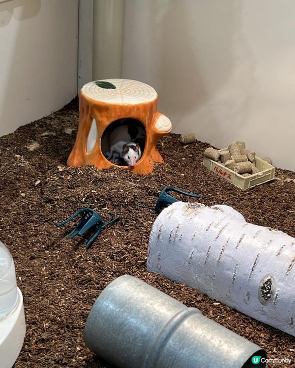 日本🇯🇵親子活動🔝💡無限時摸水豚，人均$100 