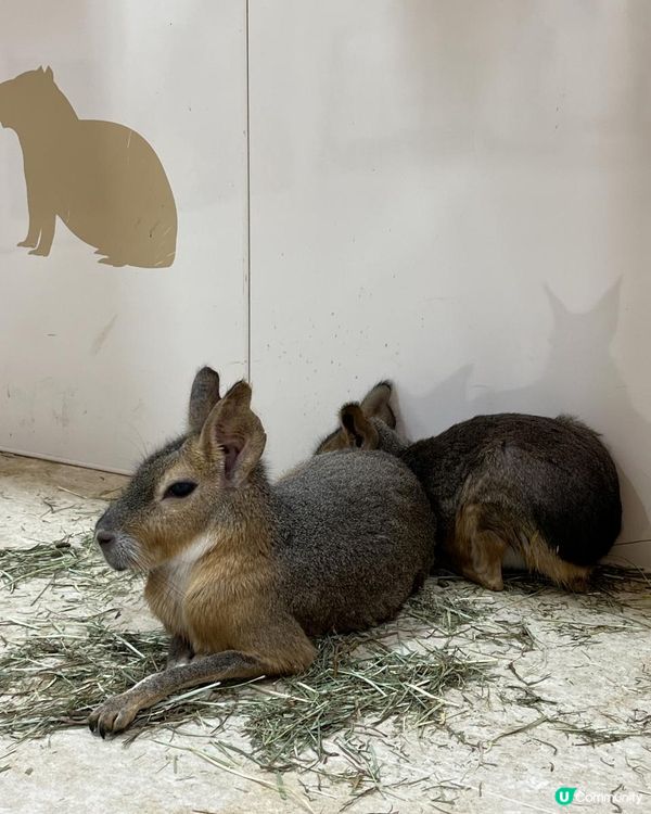 日本🇯🇵親子活動🔝💡無限時摸水豚，人均$100 