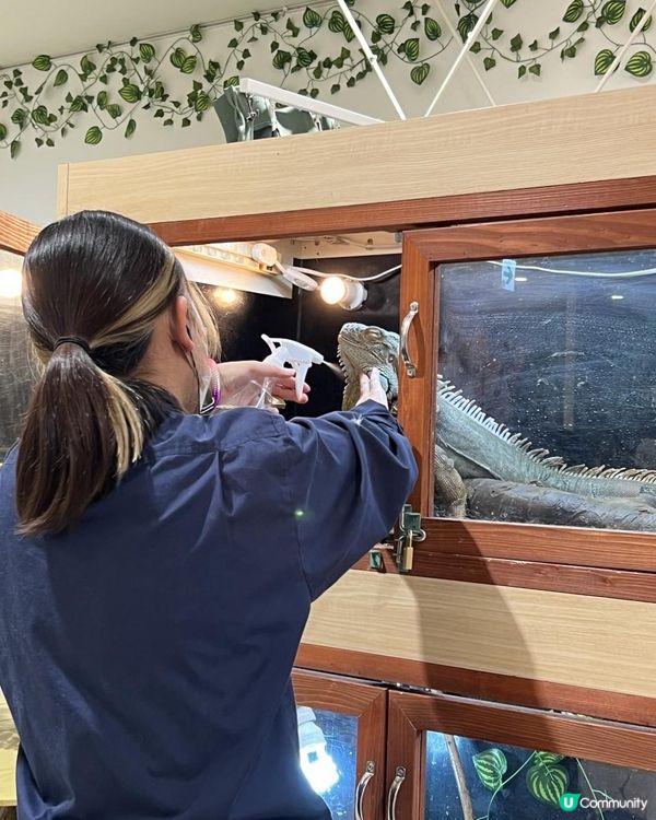 日本🇯🇵親子活動🔝💡無限時摸水豚，人均$100 