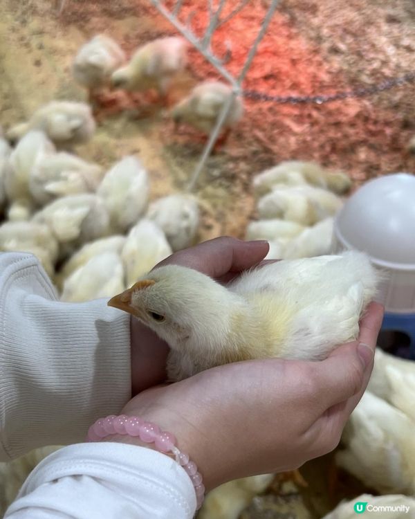 日本🇯🇵親子活動🔝💡無限時摸水豚，人均$100 