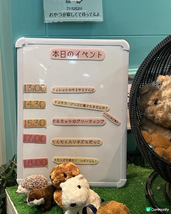 日本🇯🇵親子活動🔝💡無限時摸水豚，人均$100 