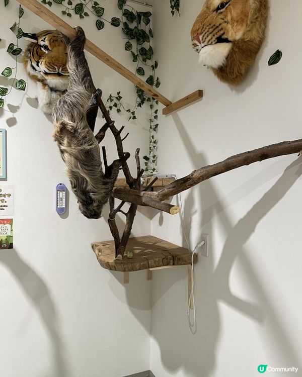 日本🇯🇵親子活動🔝💡無限時摸水豚，人均$100 