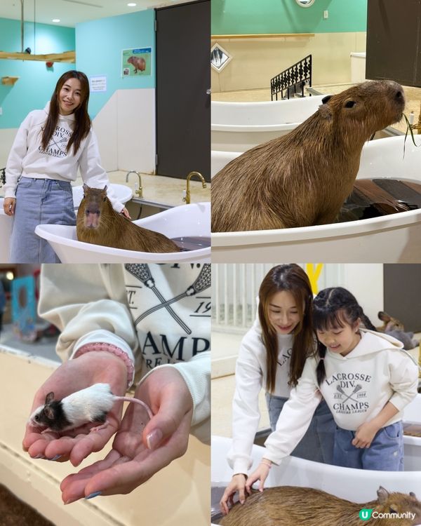 日本🇯🇵親子活動🔝💡無限時摸水豚，人均$100 