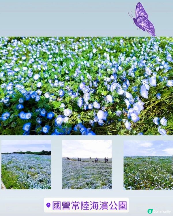 🌸 常陸海濱公園粉蝶花！來了！！