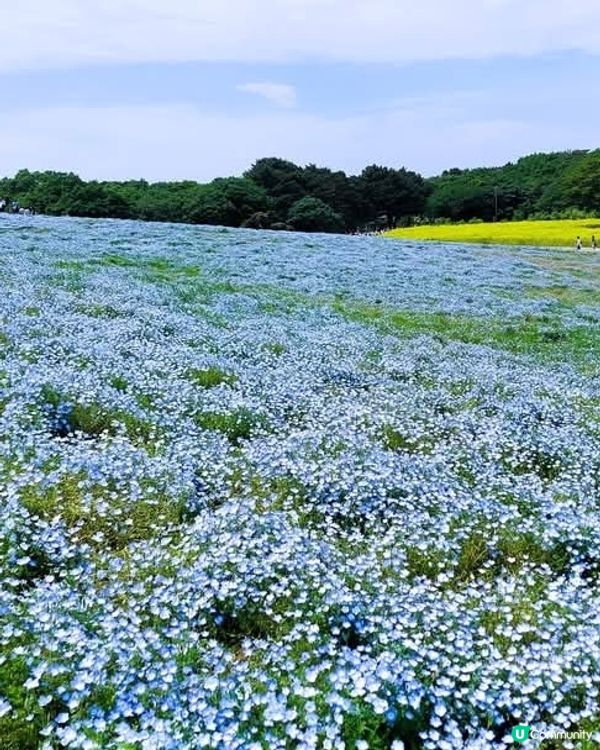 🌸 常陸海濱公園粉蝶花！來了！！