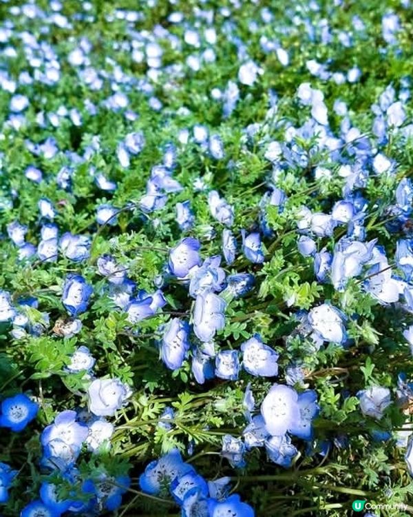 🌸 常陸海濱公園粉蝶花！來了！！
